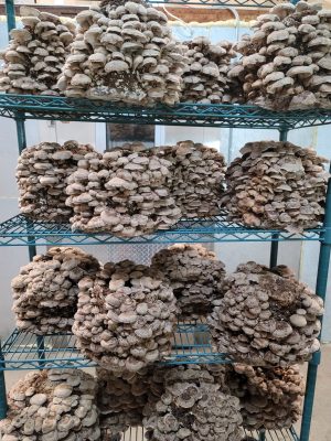 Shiitake 3790 Lentinula edodes