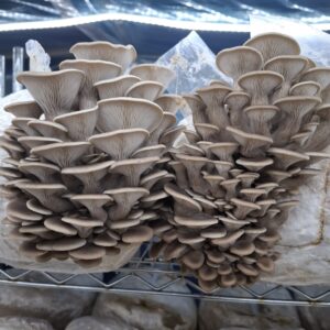 Rifle Creek Oyster Mushroom (Pleurotus ostreatus) – RCO