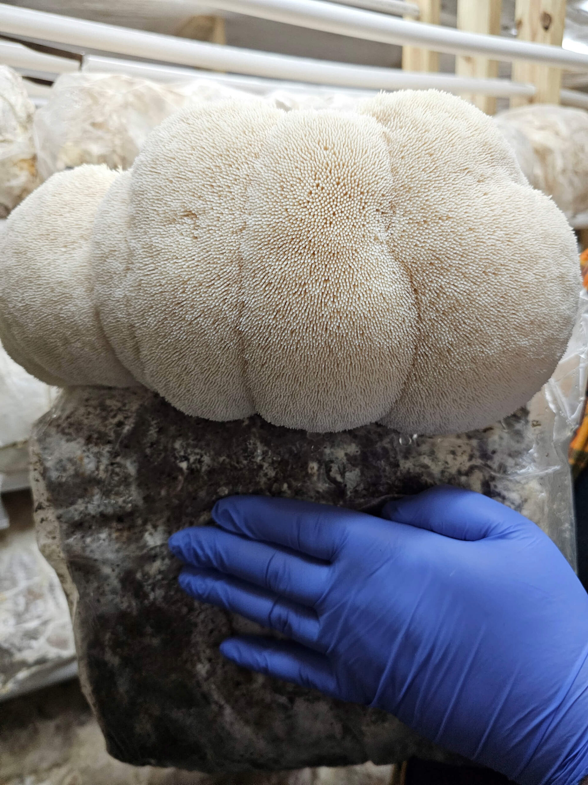 Wolf’s Bloom Lion’s Mane (Mongolian Hericium)