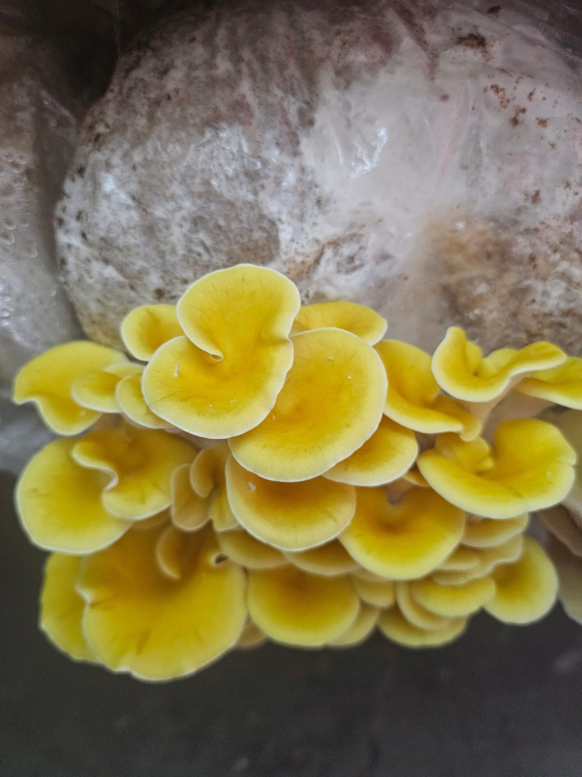 Goldleaf Oyster Mushroom (Pleurotus citrinopileatus) - GLO