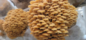 Golden Enoki