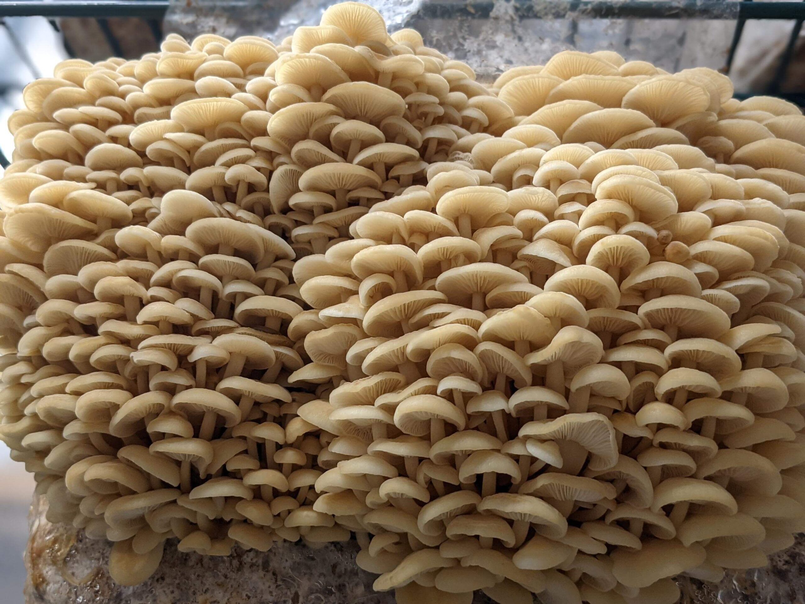 White Gold Enoki – Flammulina filiformis