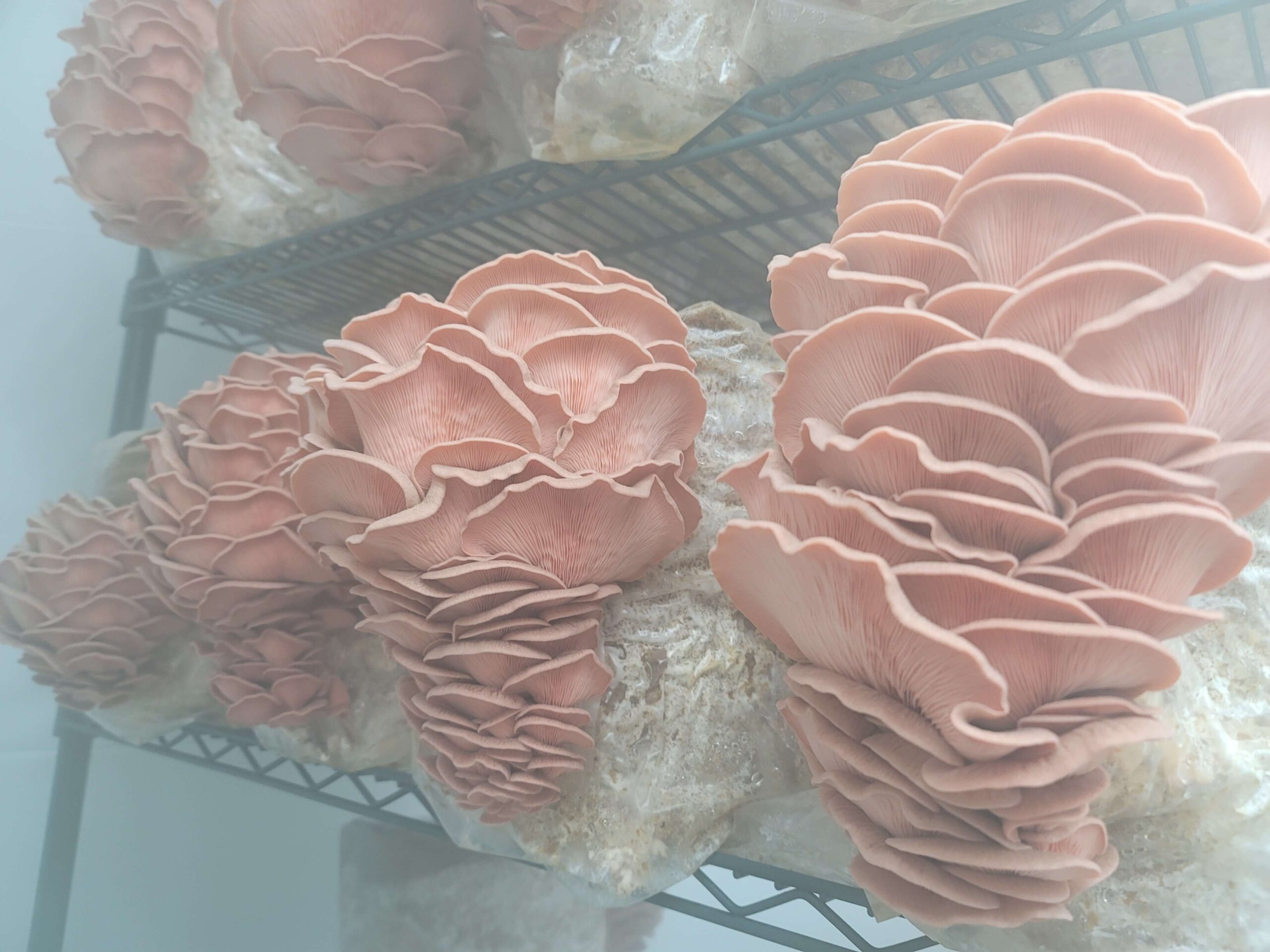 Smokehouse Pink Oyster