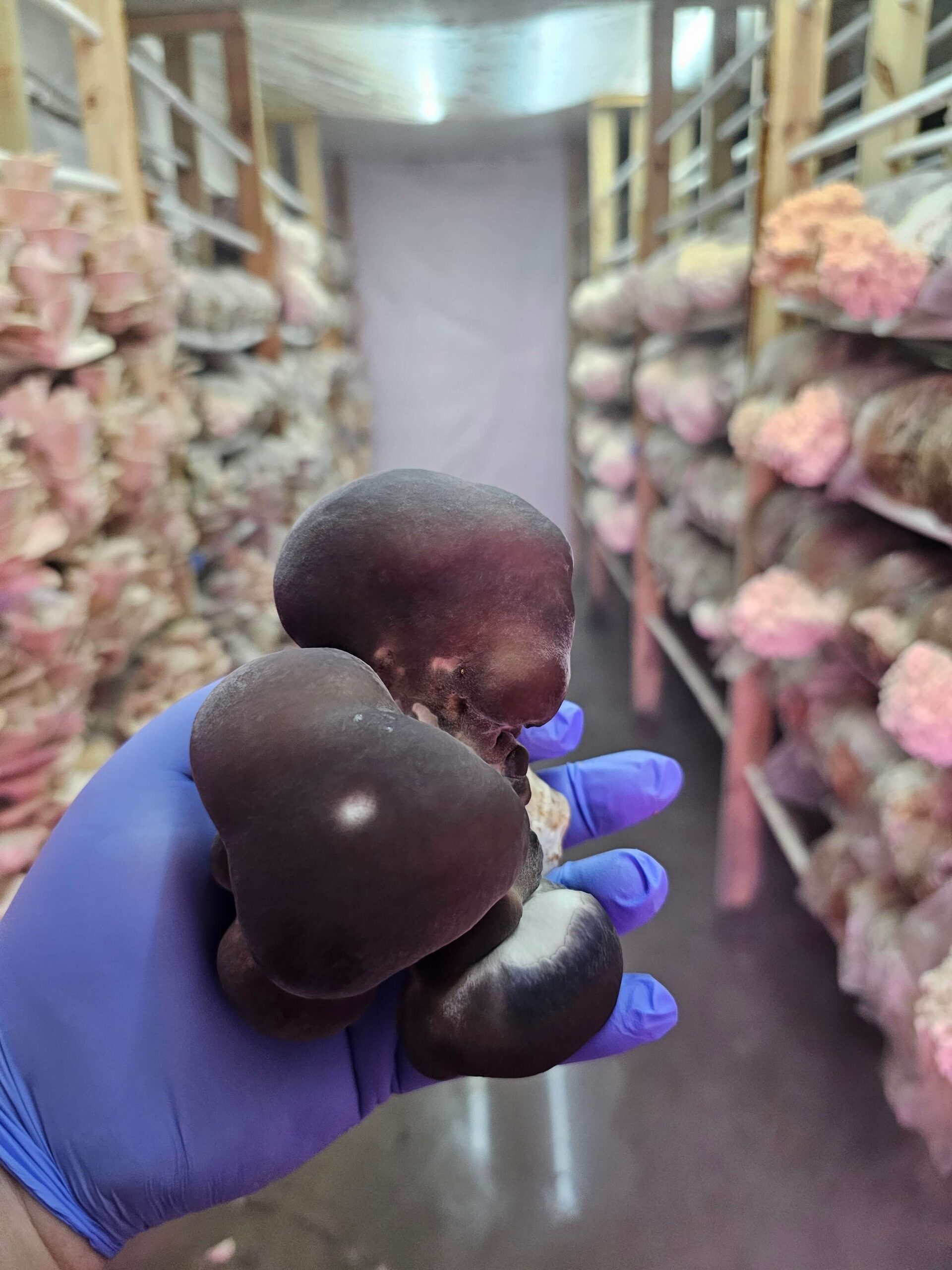 Moon Pearls Oyster Mushroom