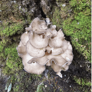 Mirkwood Maitake - Hen of the Woods Mushroom