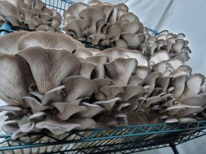 Market Liquid Culture Bulk Pack – 5 Top-Selling Strains