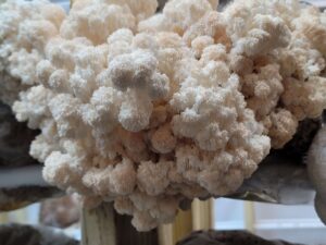 Hericium Liquid Culture Bulk Pack – 5 Diverse Lion’s Mane & Friends