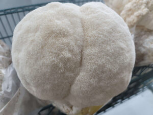 Bear’s Head – Hericium americanum