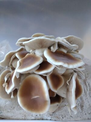 Specialties Liquid Culture Bulk Pack – 5 Unique Strains