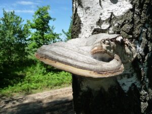 Large gray tinder fungus with layered brown edges projecting from a white-barked birch trunk.