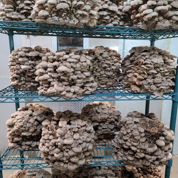 Shiitake 3790 Lentinula edodes