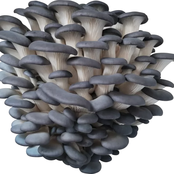 BS26 Oyster Mushroom Genetics from Mossy Creek Mushrooms