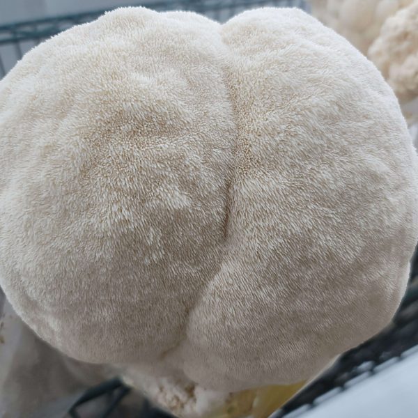 Bears Head