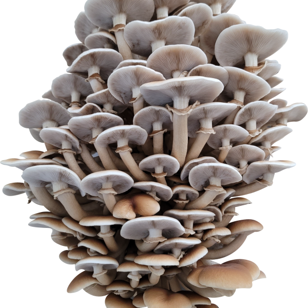 Little Boy Black Poplar Piopinno Mushroom Genetics from Mossy Creek Mushrooms