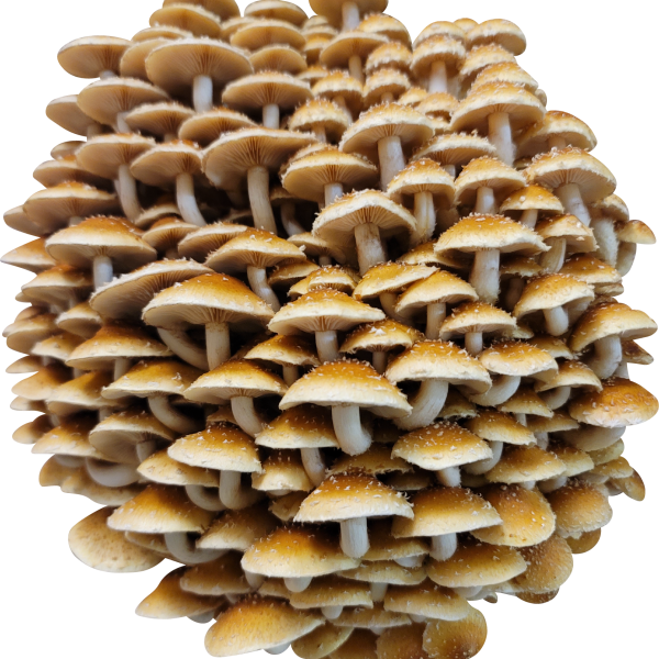 Chestnut Mushroom