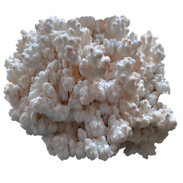 Comb Tooth Hericium Mossy Creek Mushrooms