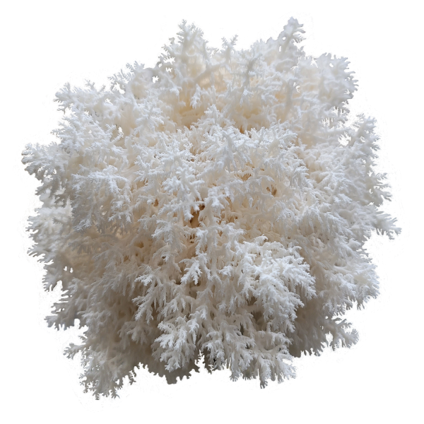Conifer Coral Hericium Mossy Creek Mushrooms