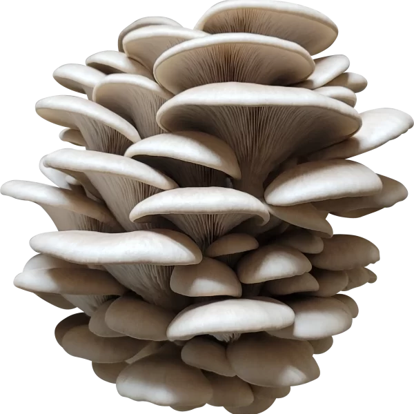Copperhead Oyster Mushroom Genetics from Mossy Creek Mushrooms