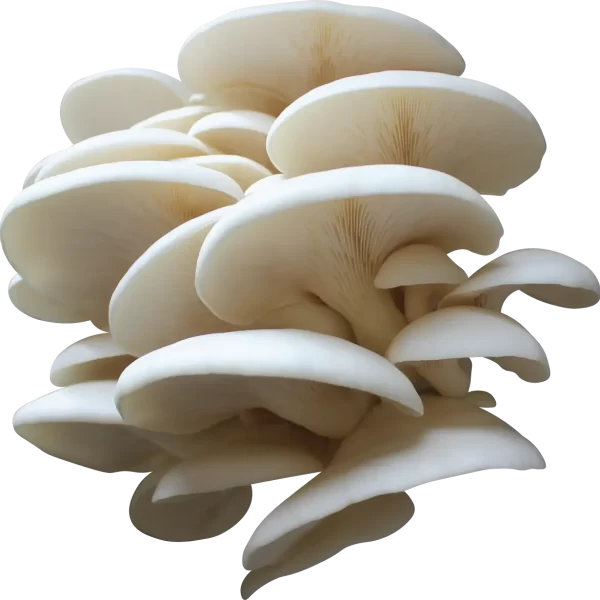 DeRidder Oyster Mushroom Genetics from Mossy Creek Mushrooms