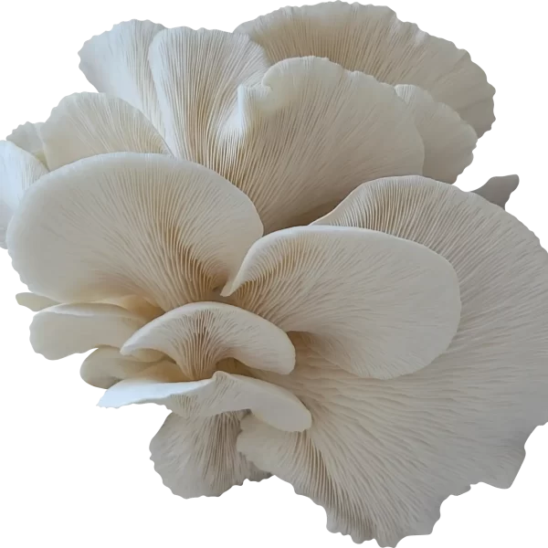 Elm Z Oyster Mushroom Genetics from Mossy Creek Mushrooms
