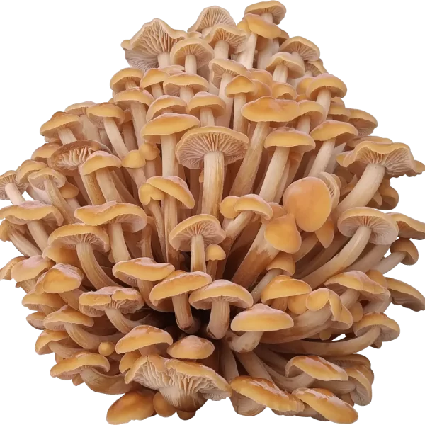 Appalachian Enoki Mushroom Genetics from Mossy Creek Mushrooms