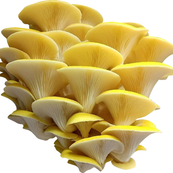 Yellow Golden Oyster Mushroom Genetics from Mossy Creek Mushrooms