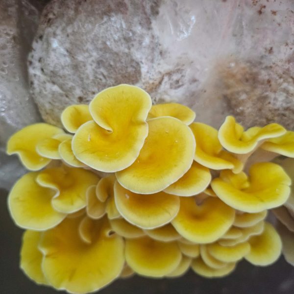 Goldleaf Oyster