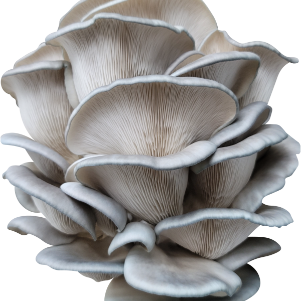 King Blue Oyster Mushroom Genetics from Mossy Creek Mushrooms