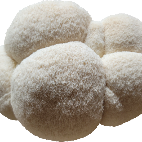 Lion's Pride Hericium Mushroom Mossy Creek Mushrooms