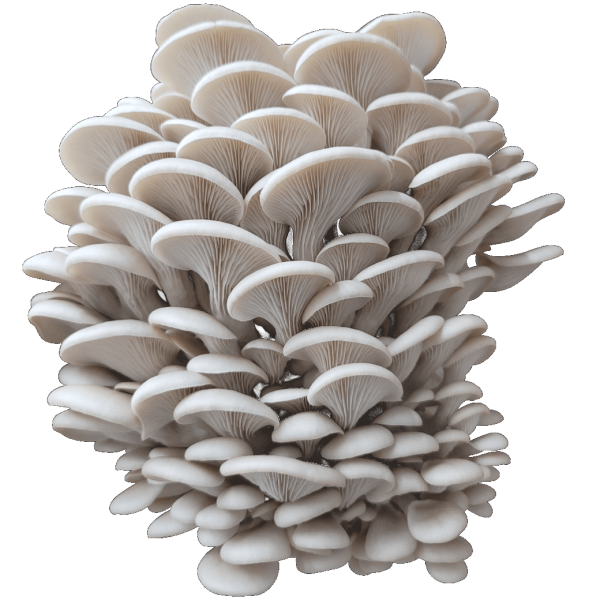 Maple Arch Oyster Mushroom Genetics from Mossy Creek Mushrooms