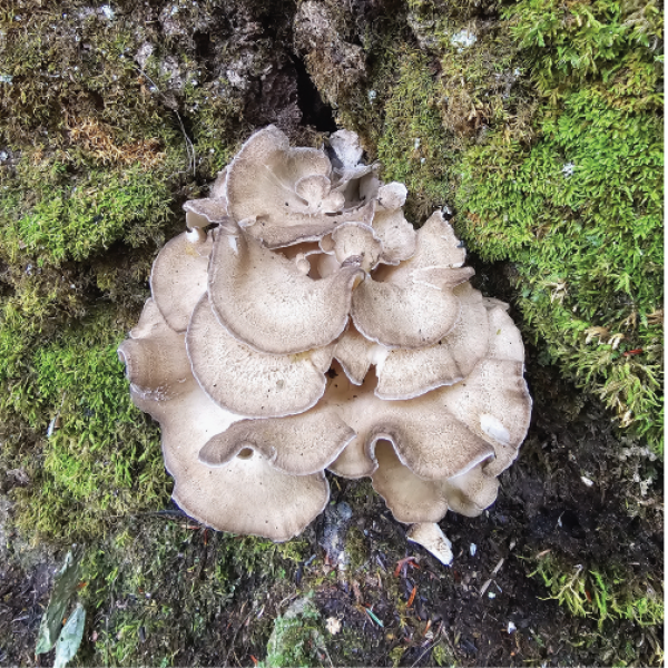 Mirkwood_Maitake_Hen_of_the_Woods_Mossy_Creek_Mushrooms