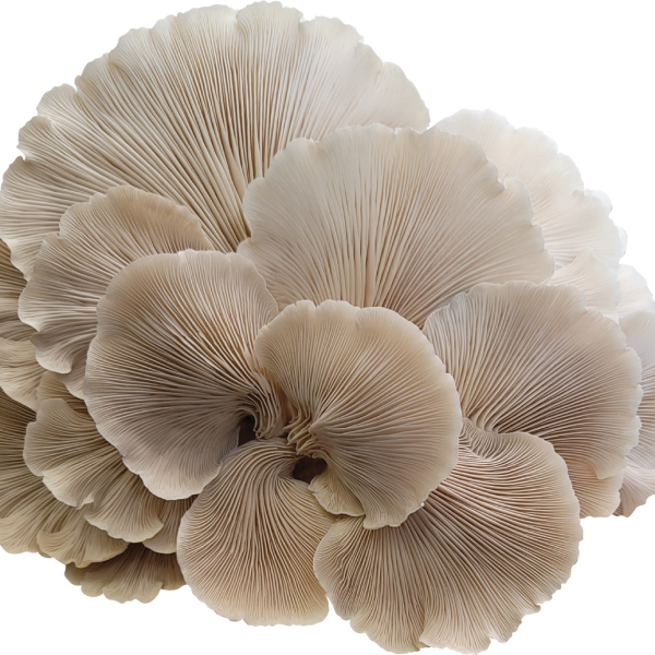 Ben Found Oyster Mushroom Genetics from Mossy Creek Mushrooms