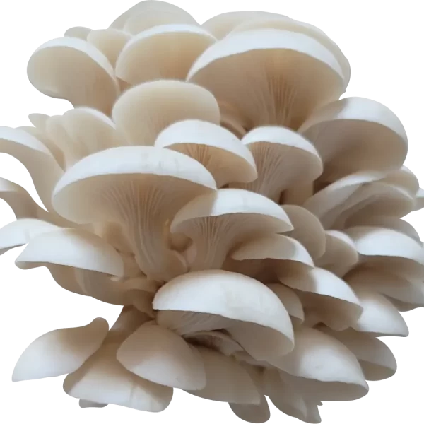 Miles Oyster Mushroom Genetics from Mossy Creek Mushrooms