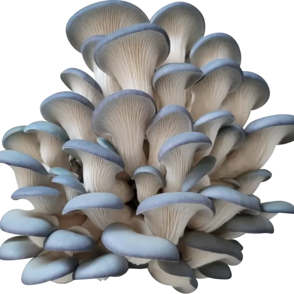 Deep Blue Sea Oyster Mushroom Genetics from Mossy Creek Mushrooms