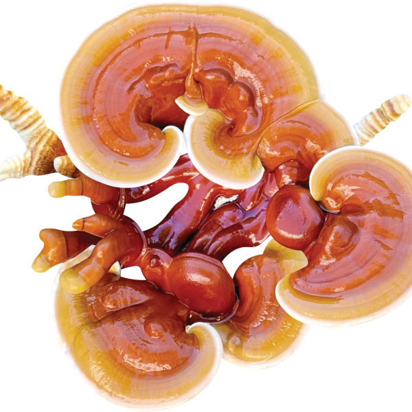 Mossy Creek Mushrooms River Reishi Liquid Culture Agar Slant