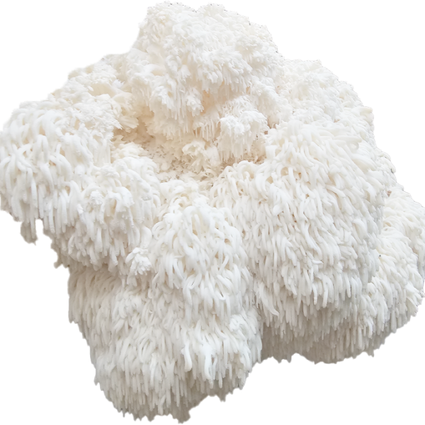 Mossy's Mane Hericium Mossy Creek Mushrooms