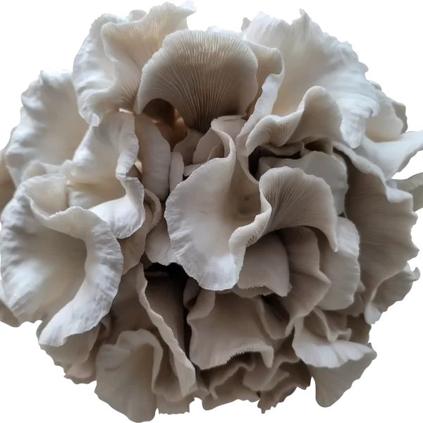 Mother of Pearl Oyster Mushroom Genetics from Mossy Creek Mushrooms