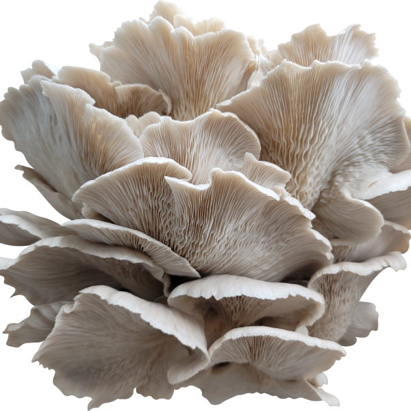 Old Road Oyster Mushroom Genetics from Mossy Creek Mushrooms