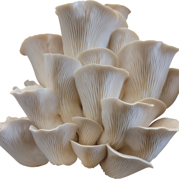 Pathfinder Oyster Mushroom Genetics from Mossy Creek Mushrooms