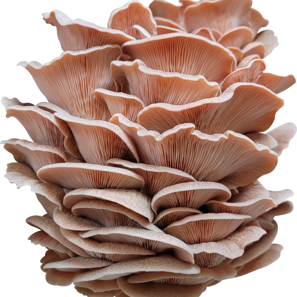 Pink Oyster Mushroom Genetics from Mossy Creek Mushrooms