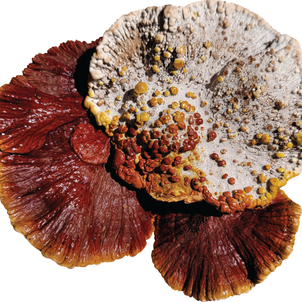 Reishi