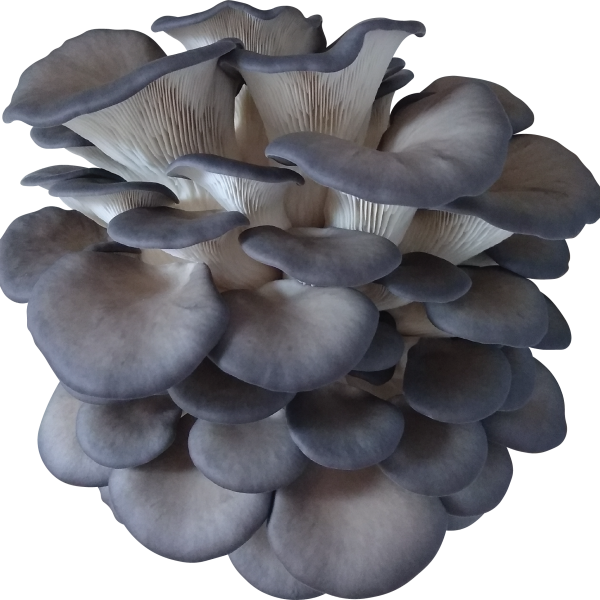 Rocky Top Oyster Mushroom Genetics from Mossy Creek Mushrooms