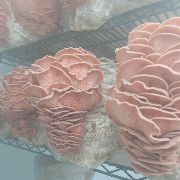 Smokehouse pink 2 (1)
