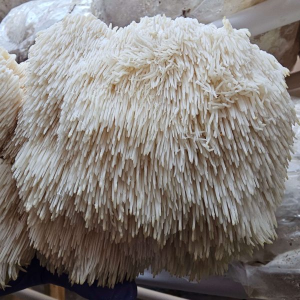 Tribbles