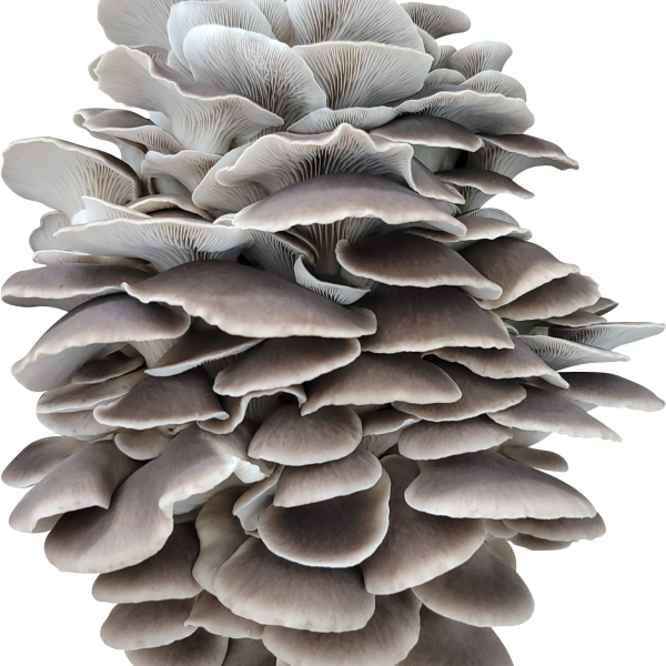 Venetian Italian Pheonix Oyster Mushroom Genetics from Mossy Creek Mushrooms