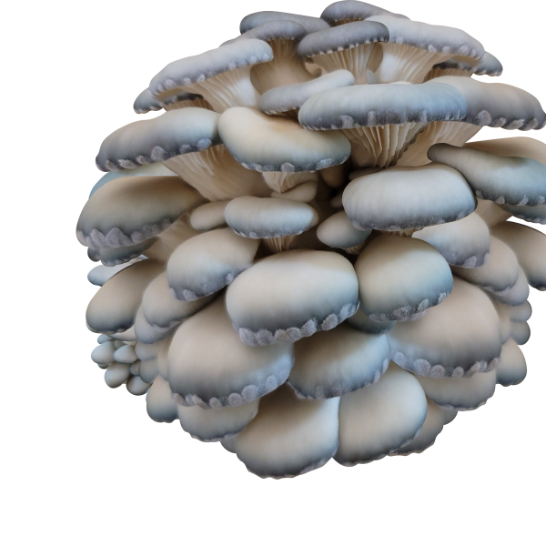 Watercolor Oyster Mushrooms Mossy Creek Mushrooms