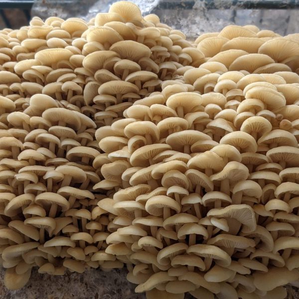 White Gold Enoki