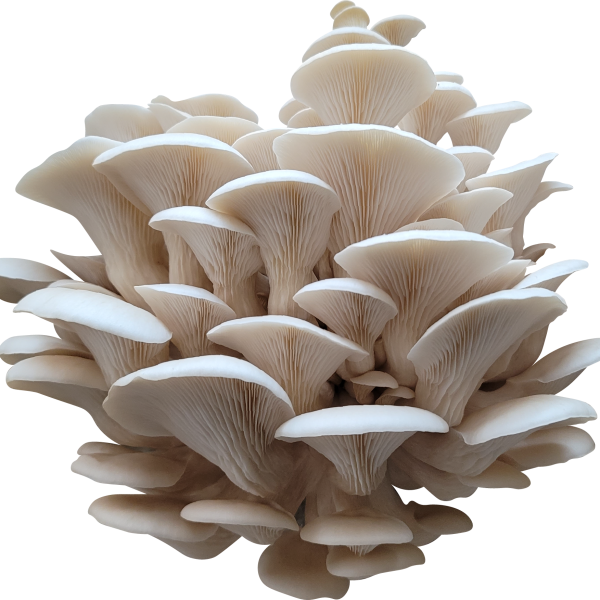 Yeti's Breath Oyster Mushroom Genetics from Mossy Creek Mushrooms